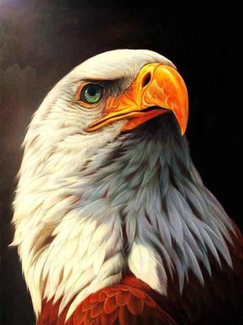 Eagle - Paint by Numbers Kit