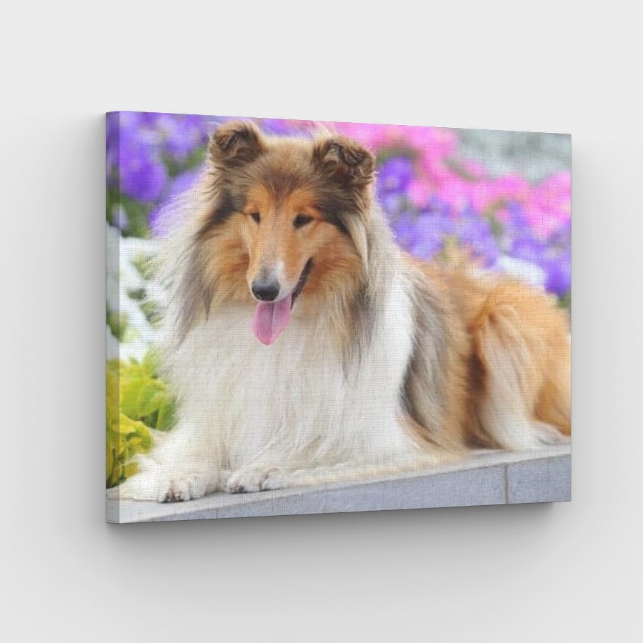 Rough Collie - Paint by Numbers Kit