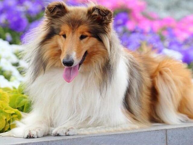 Rough Collie - Paint by Numbers Kit