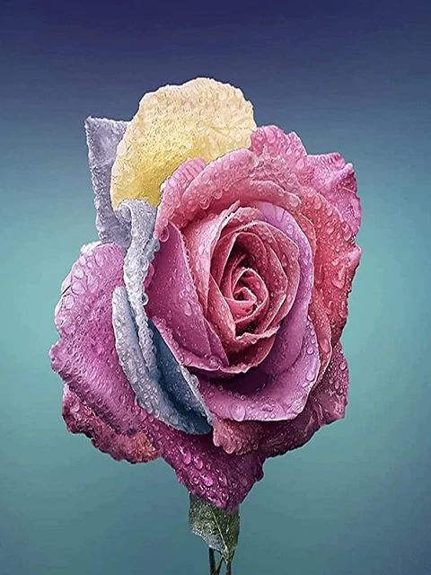 Dew Rose - Paint by Numbers Kit