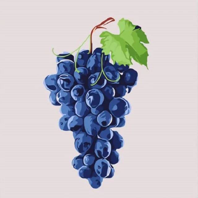 Fresh Ripe Grapes - Paint by Numbers Kit