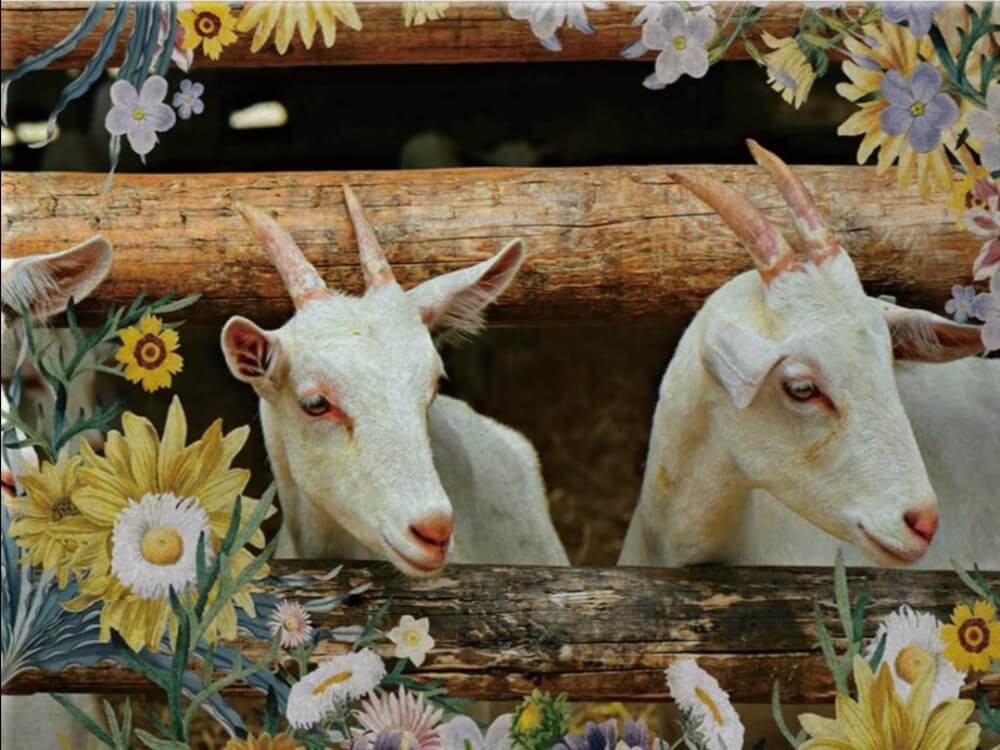 Goat - Paint by Numbers Kit