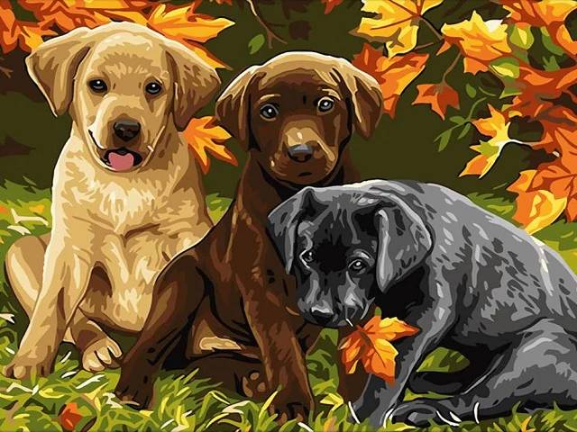 Labrador Puppies - Paint by Numbers Kit