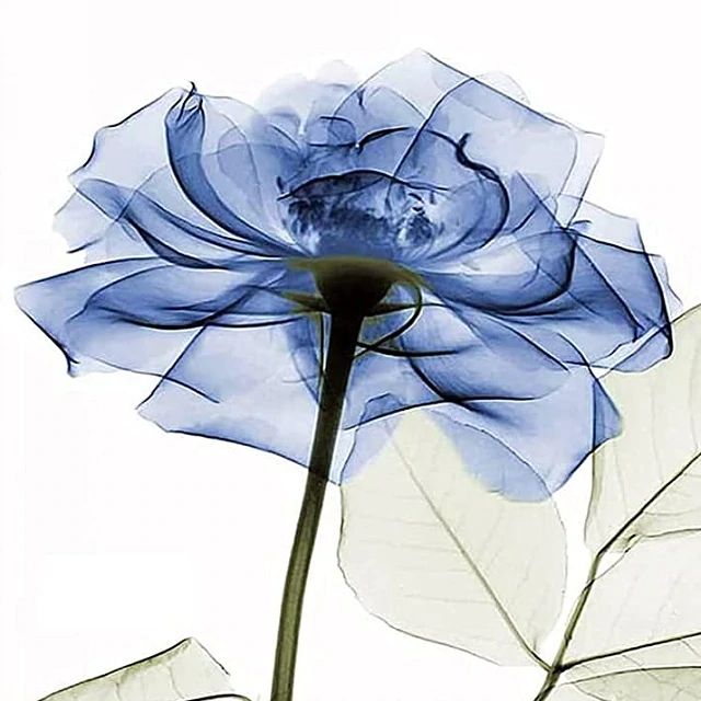 Mini Blue Rose - Paint by Numbers Kit