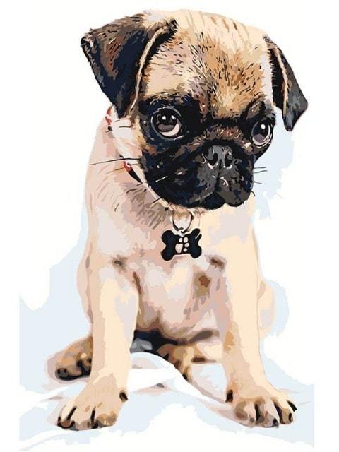 Cute Pug - Paint by Numbers Kit