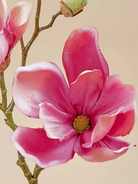 Pink Magnolia - Paint by Numbers Kit