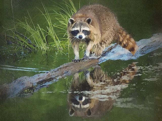 Raccoon Reflection - Paint by Numbers Kit