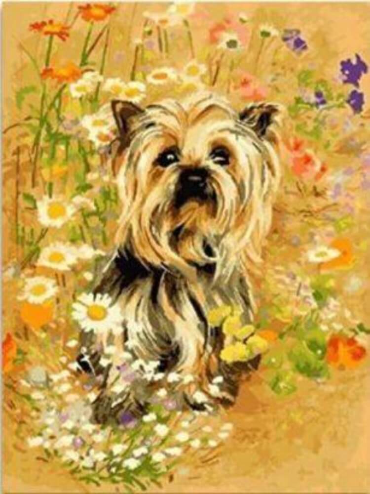Yorkie - Paint by Numbers Kit